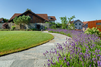 gepflegter_gartenweg_mit_lavendelbepflanzung_und_grünem_rasen_hinter_modernem_haus_und_lusernagartenplatten