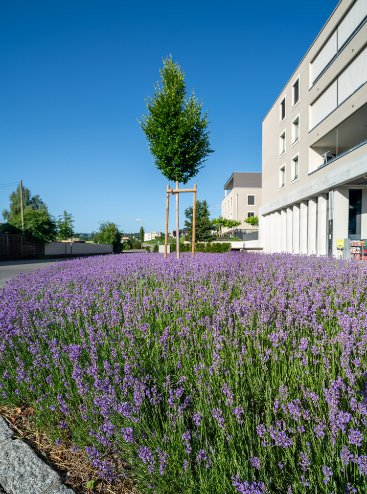 garten_mit_lavendelbeet_und_baum_vor_mehrfamilienhaus