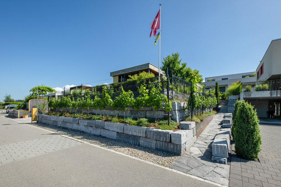 garten_mit_terrassenförmig_angelegtem_steinmauer_aus_calanca_quadermauer_umgeben_von_weinreben_und_grünem_landscape