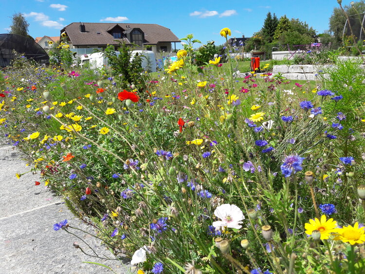 garten_mit_staudenbepflanzung_in_voller_blütenpracht_staudenbepflanzung_aus_wildblumen