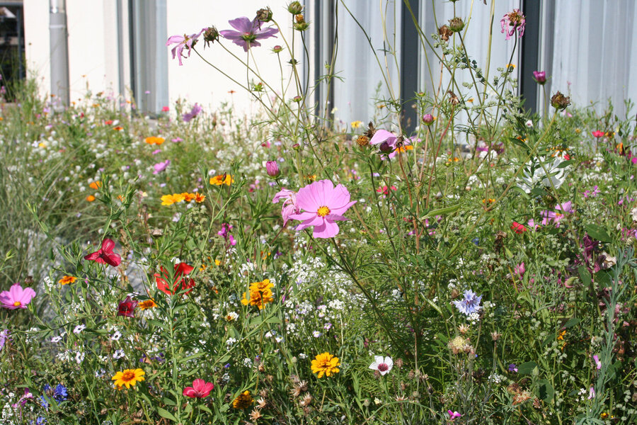 blumen_in_voller_blütentracht_wildblumen_mit_verschiedenen_blütenfarben