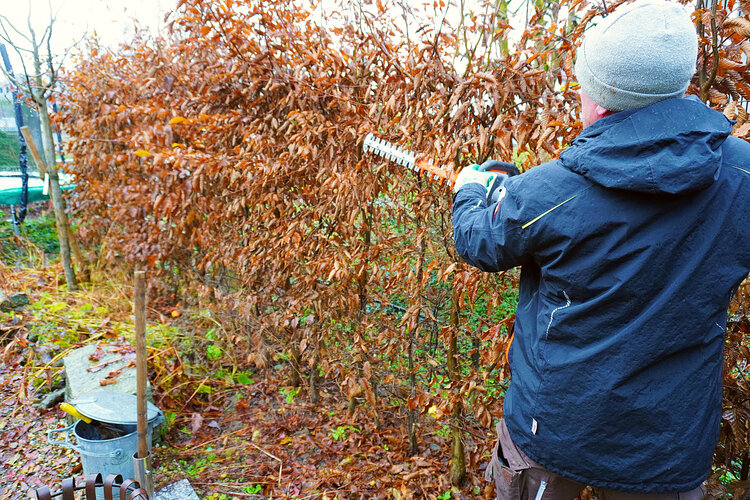 hecke_schneiden_im_herbst_mit_heckenschere_von_stihl_elektroheckenschere_mit_akku