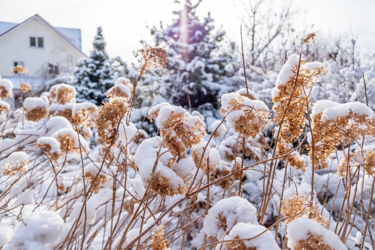 staude_im_winter_mit_schnee_und_schneelandschaft_im_hintergrund