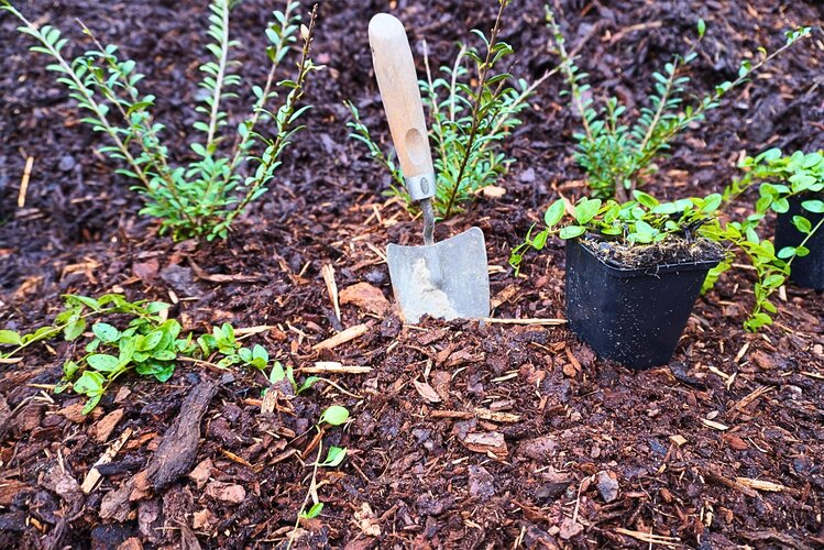 pflanzen_setzen_mit_pflanzschaufel_im_rindenmulch_bodendecker