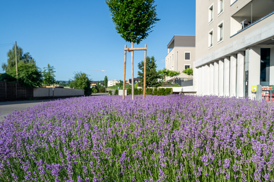 garten_mit_lavendelbeet_und_baum_vor_mehrfamilienhaus