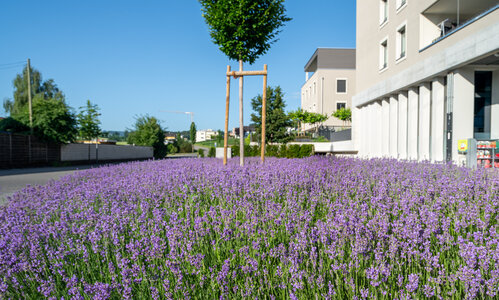 garten_mit_lavendelbeet_und_baum_vor_mehrfamilienhaus