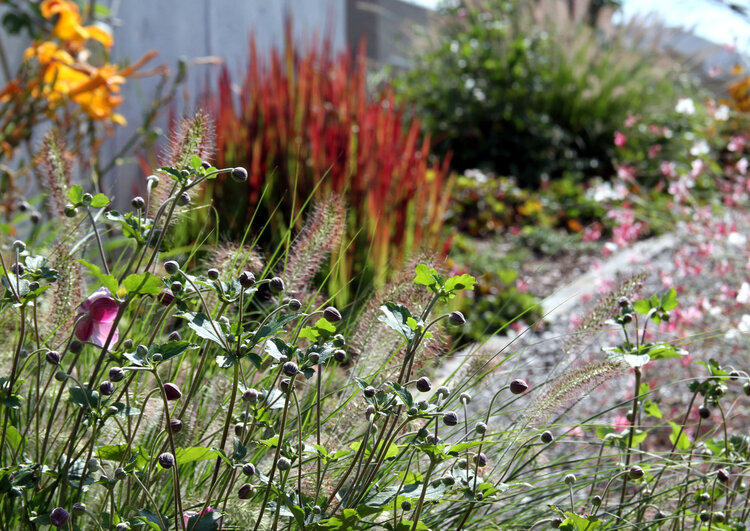 garten_mit_bunter_bepflanzung_und_farbintensiven_pflanzen_im_vordergrund_und_weiteren_bepflanzten_bereichen_im_hintergrund
